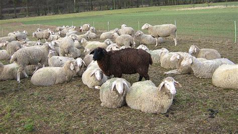 Das Schwarze Schaf Der Familie Eine Rolle Auf Lebenszeit