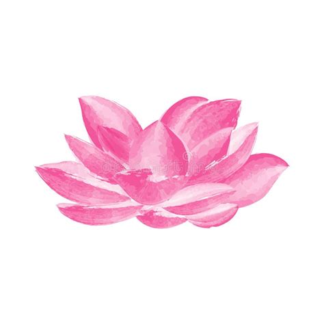 Vector Watercolor Lotus Flower Pink Stock Vector Illustration Of