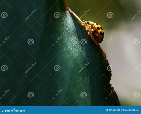 Lady bug walking on a leaf stock photo. Image of beetle - 289604316