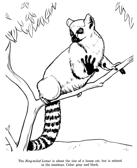 Lemur Coloring Pages Download And Print For Free