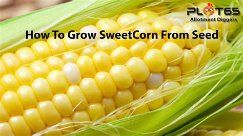 How To Grow Sweet Corn From Seed Youtube