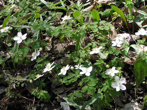 Native Trees of Indiana River Walk