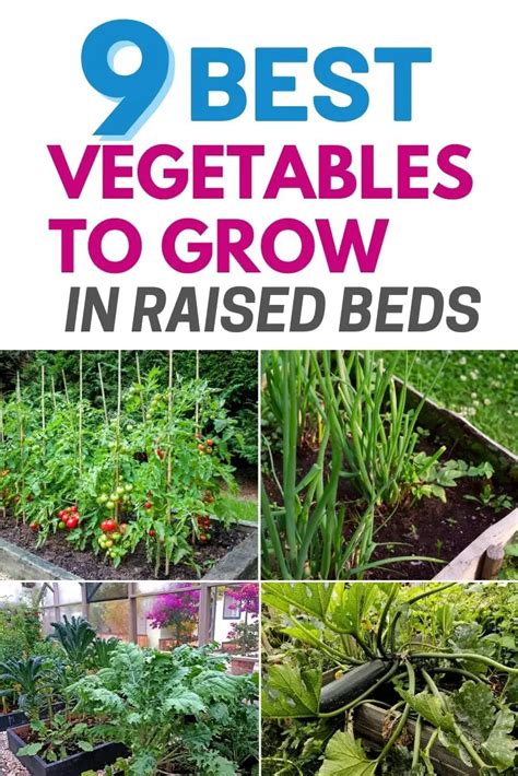 9 Best Vegetables To Grow In Raised Beds Amaze Vege Garden