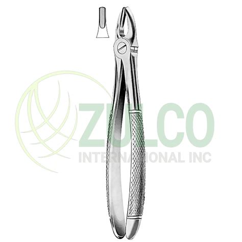 Extracting Forceps English Pattern Fig Upper Centrals Canines