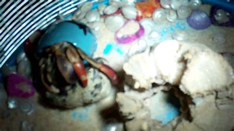 Hermit Crab Fight Youtube