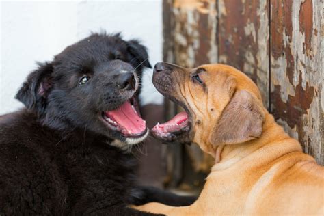 Why Your Dog Barks At Other Dogs And What You Should Do To Help