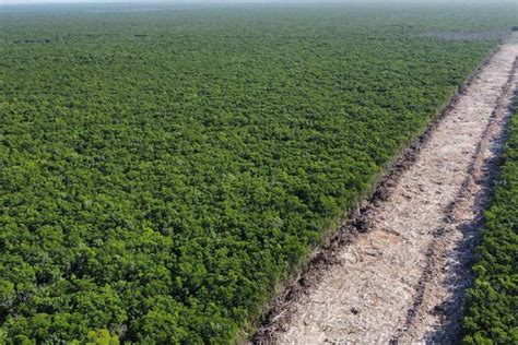 M S Terrenos Expropiados En Quintana Roo Para El Tren Maya