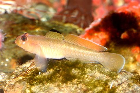 Blackeye Goby The Dallas World Aquarium