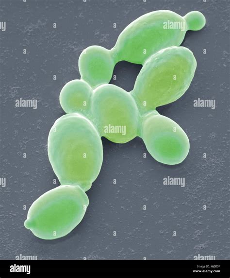 Yeast Cells Coloured Scanning Electron Micrograph Sem Of Cells Of