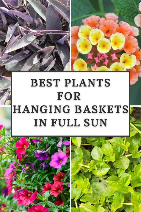 35 Best Plants For Hanging Baskets In Full Sun Hanging Plants Outdoor Plants For Hanging