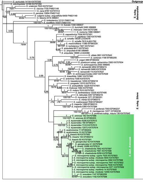 Phylogenetic Tree Resulting From Bayesian Analysis Of The Its Sequences