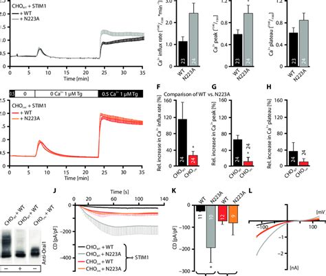 Characterization Of Ca 2 Signals Mediated By Orai1WT And Orai1N223A In