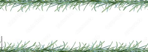 Rosemary branch border, hand drawing, spice food. Frame, banner for ...