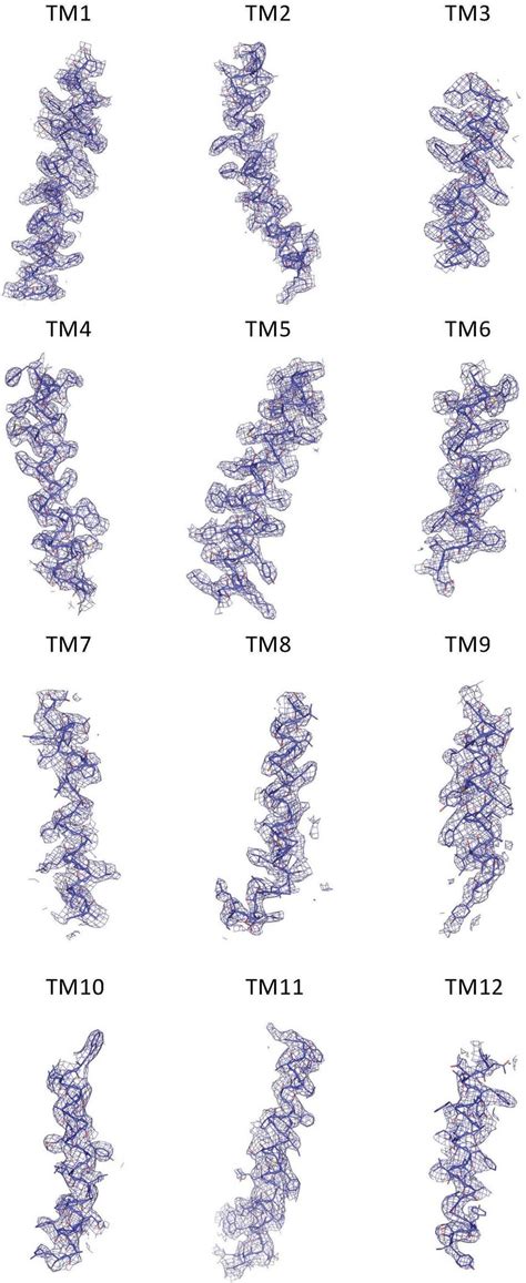 2fo Fc Electron Density Map Individual Transmembrane Segments Of The