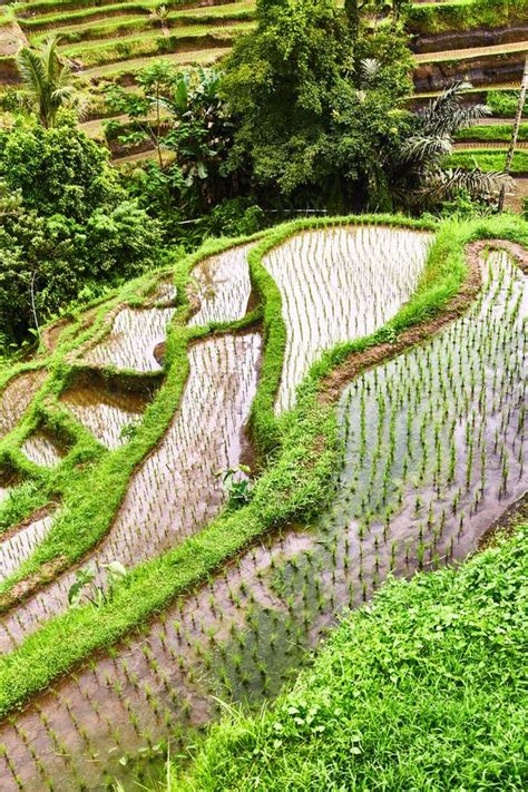 Plantaciones Del Arroz En Bali Visi N Desde Arriba Foto De Archivo