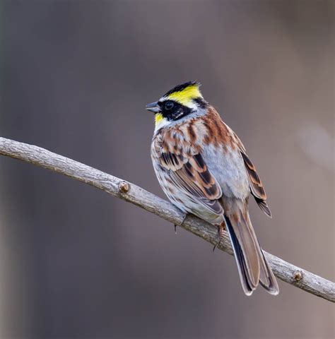 Birding Shanghai In March Birds