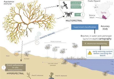 Frontiers Monitoring The Marine Invasive Alien Species Rugulopteryx Okamurae Using Unmanned