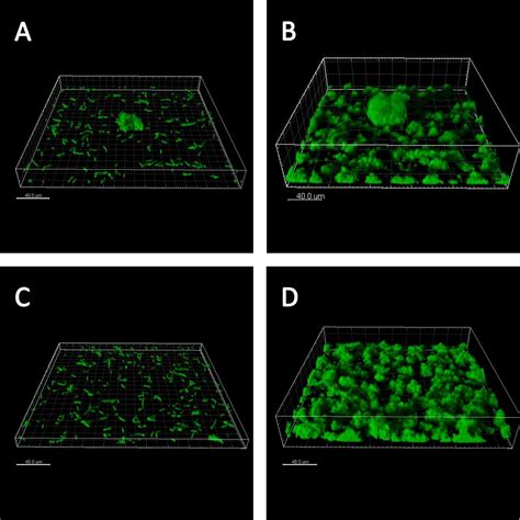 Role Of Multicellular Aggregates In Biofilm Formation Mbio