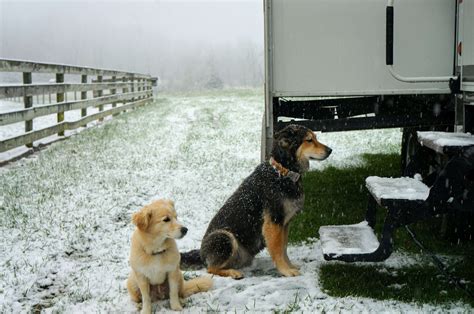 5 Best Rv Dog Ramps For Easy Camper Entry And Exit