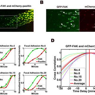 Image Analysis Of Dynamics Of Fak And Paxillin At Fas At The Protrusion