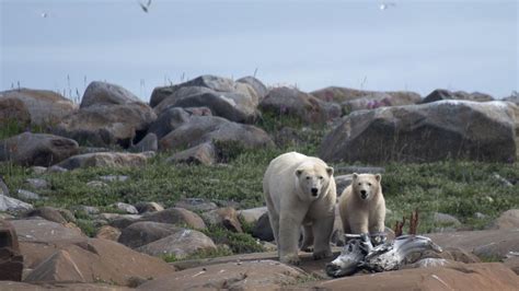 As Viven Los Osos Polares En Hudson Bay Canad Fotos