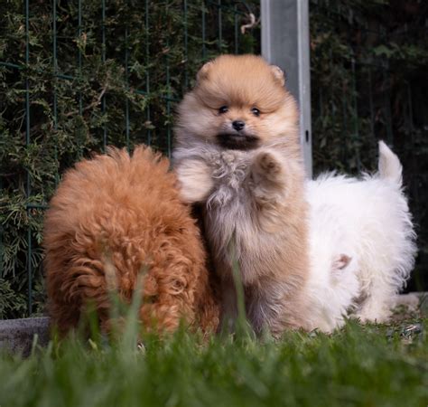 Cachorros Pomerania Centro Canino Valmajano