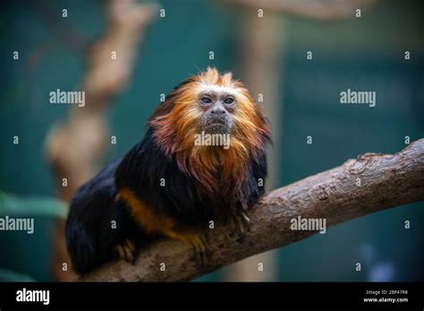 Family cebidae hi-res stock photography and images - Alamy