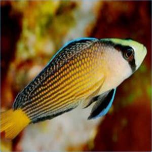 Dottyback Fish | Pete's Aquariums & Fish