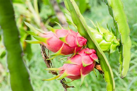 American Beauty Dragon Fruit Cactus • Just Fruits And Exotics