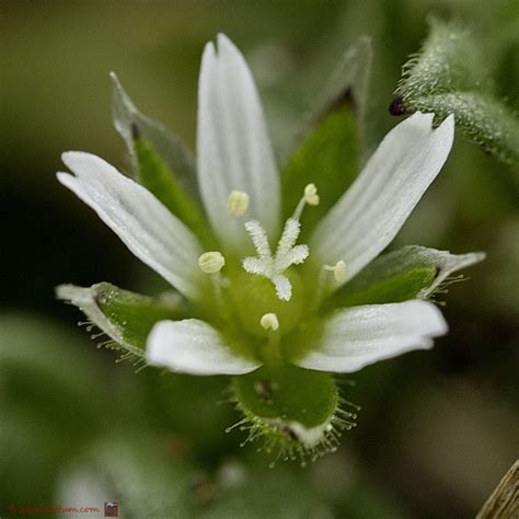 Het Virtuele Herbarium 512 Zandhoornbloem Luuk