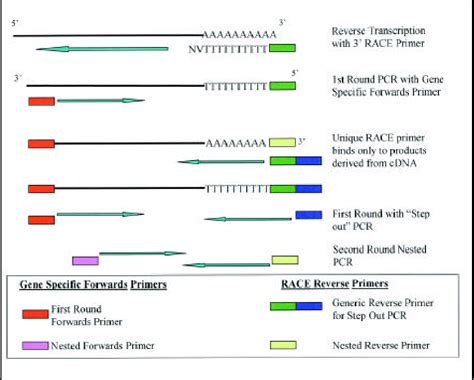 Figure From Exclusive Amplification Of Cdna Template Exact Rt Pcr