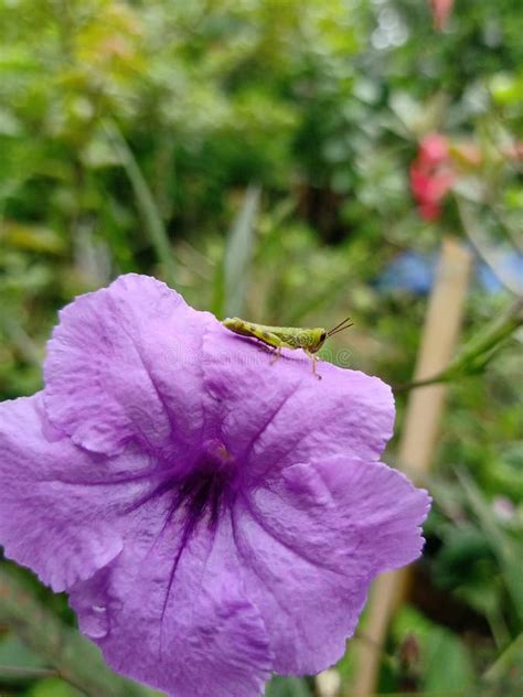 Ruellia Tuberosa Kencana Ungu Stock Image Image Of Plant Pletekan