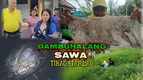 DAMBUHALANG SAWA SA TIBAG TARLAC ILANG BESIS NANG NAKITA AT SINAGASAAN