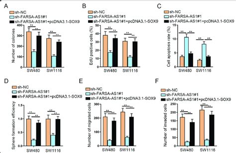 Sox9 Fully Rescues The Effects Of Farsa As1 On Crc Cells A B Cell Download Scientific Diagram