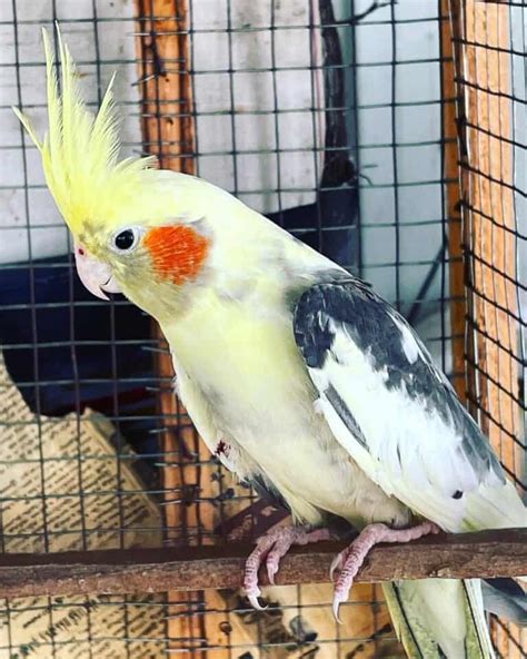 19 Cockatiel Color Mutations Varieties