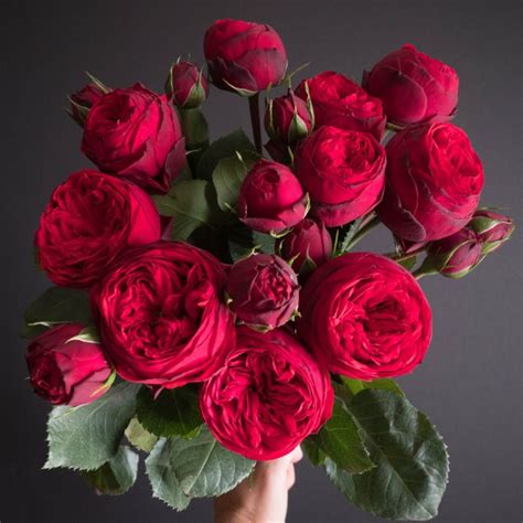 Popular Valentines Day Red Rose Varieties Flowerlink