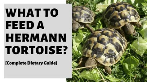 What To Feed A Hermann Tortoise? [Complete Dietary Guide]