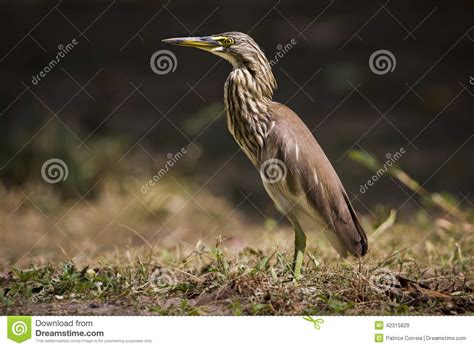 Chinese Pond Heron Standing In The Grass Thailand Stock Image Image