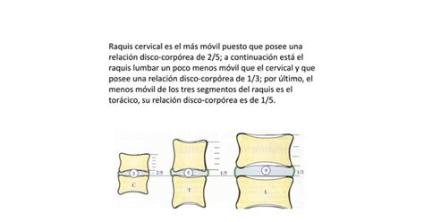 Musculos Del Dorso Pptx