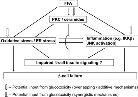 Mechanisms Of Cell Lipotoxicity FFA Induced Decrease In Cell