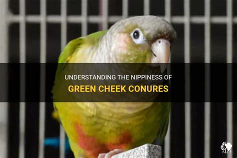 Understanding The Nippiness Of Green Cheek Conures Petshun