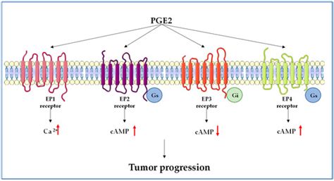 Cancers Free Full Text Cooperation Between Prostaglandin E2 And