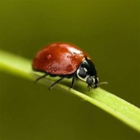 Garden Insect Identification | HubPages