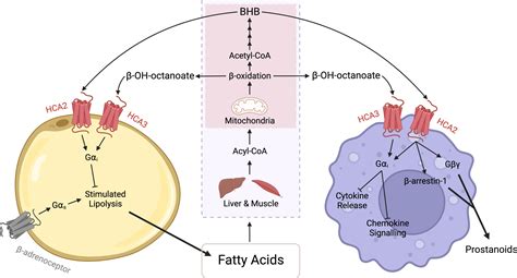 Frontiers Metabolite Sensing Gpcrs Controlling Interactions Between