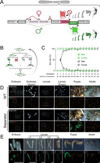 Efficient Sex Separation By Exploiting Differential Alternative Splicing Of A Dominant Marker In