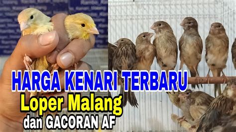 HARGA KENARI MALANG GROSIRAN TERBARU FEBRUARI 2021 BAHAN LOPER MALANG