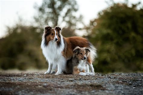 Fotoshooting Mit Hund Denise Heckelmann Fotografie