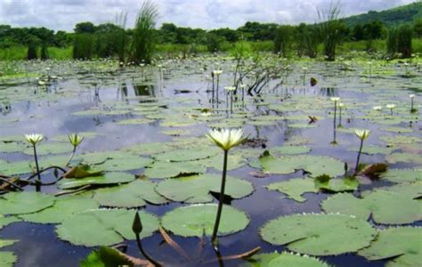 Día Mundial De Los Humedales Qué Son Y Para Qué Sirven Argentina