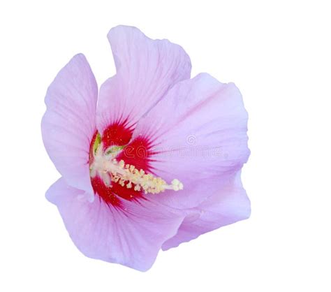 Hibiscus Roxo Como Visto Em Montego Bay Lucea Jamaica Foto De Stock