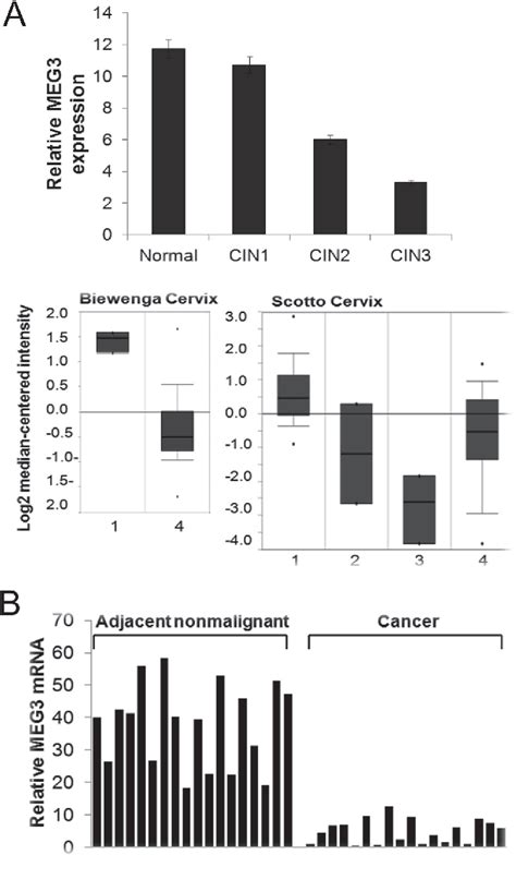 Figure 1 From Long Non Coding RNA MEG3 Inhibits The Proliferation Of